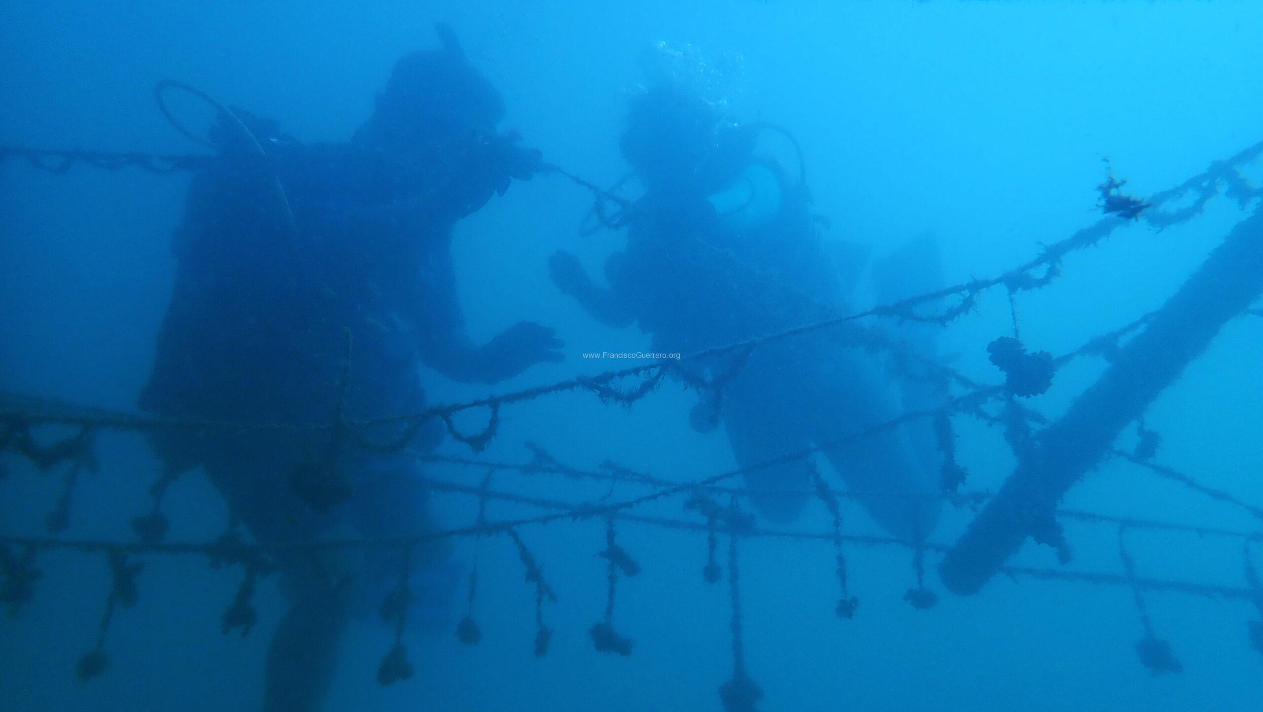 Traslado de corales a nuevas estructuras